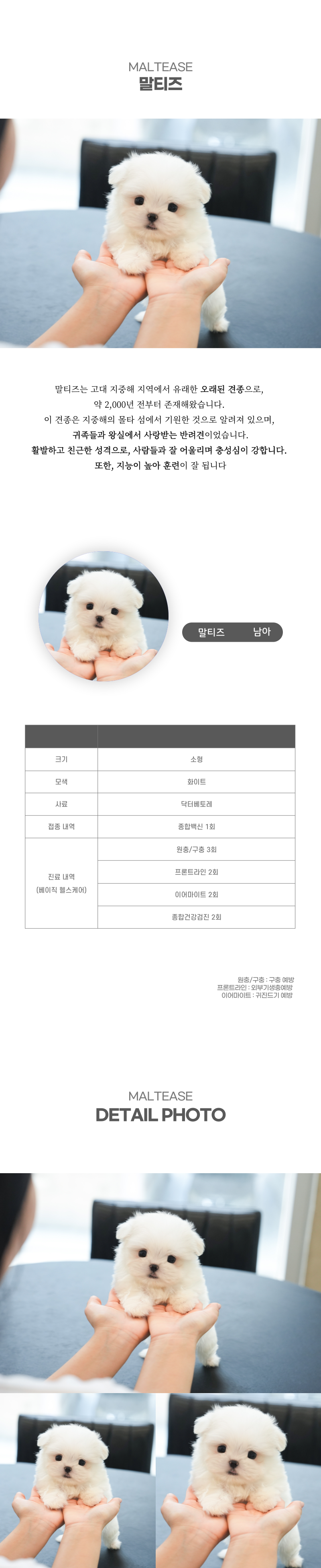 말티즈_상세이미지_2